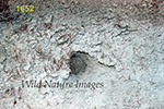 Allactaga-elater